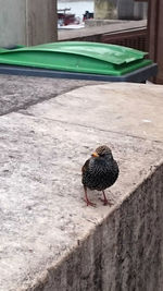 Close-up of bird perching on retaining wall