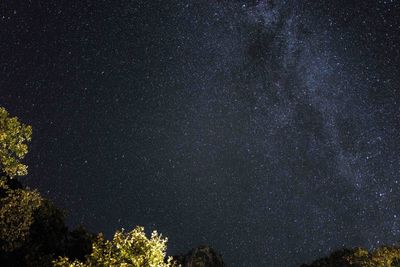 Low angle view of trees against sky at night