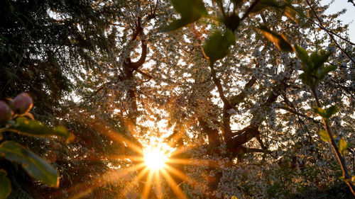 Low angle view of sunlight streaming through tree