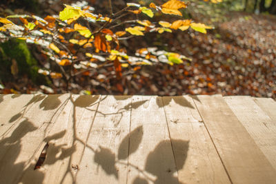 High angle view of maple leaves on footpath during sunny day