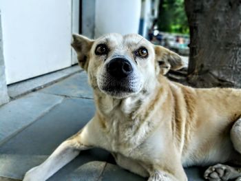 Close-up portrait of dog sitting outdoors