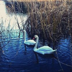 Birds swimming in lake