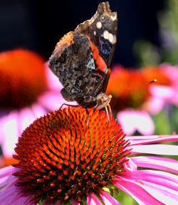Close-up of honey bee pollinating on white flower