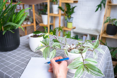 potted plant