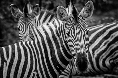 Close-up of a zebra