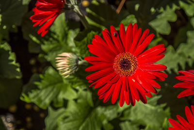 Close-up of red rose