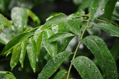 Close-up of wet plant