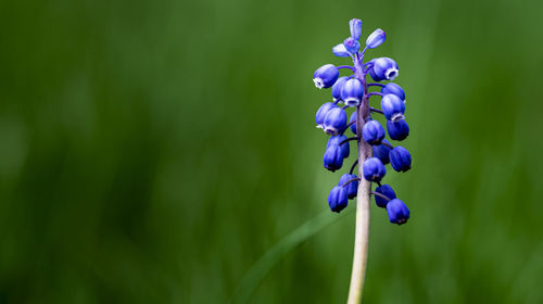 Close-up of purple flowering plant