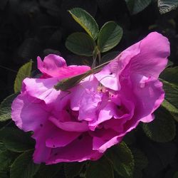 Close-up of flower blooming outdoors