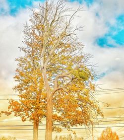 Low angle view of tree against sky during autumn