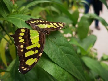 Close-up of butterfly on leaf