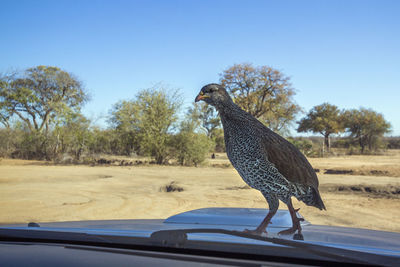 Side view of a bird