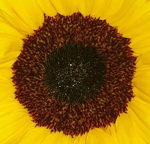 Macro shot of sunflower