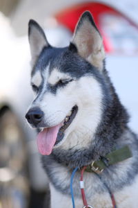 Close-up of dog