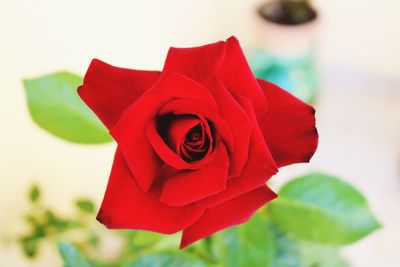 Close-up of red rose