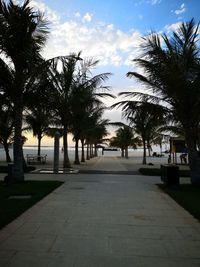 Footpath amidst palm trees in park against sky