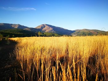 Scenic view of field against clear sky