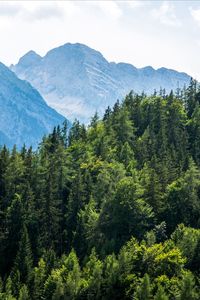 Scenic view of pine trees and mountains against sky