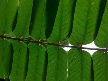 Close up leaf