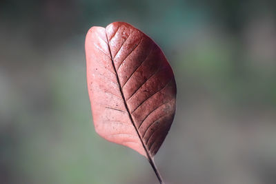 Death of the dry leaf