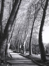 Trees against sky