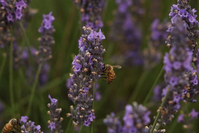 Close-up of bee pollinating on purple flower