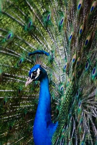 CLOSE-UP OF PEACOCK FEATHER ON BLUE SURFACE