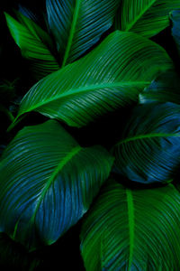 Full frame shot of palm leaves