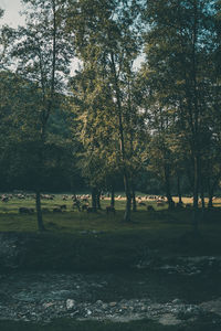 Trees on field in forest