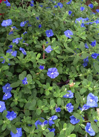 High angle view of purple flowers blooming outdoors