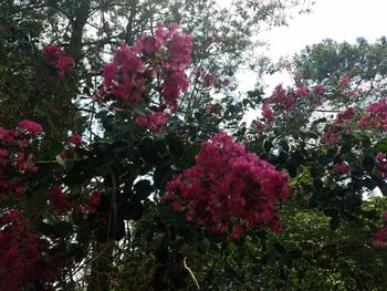 Low angle view of pink flowers