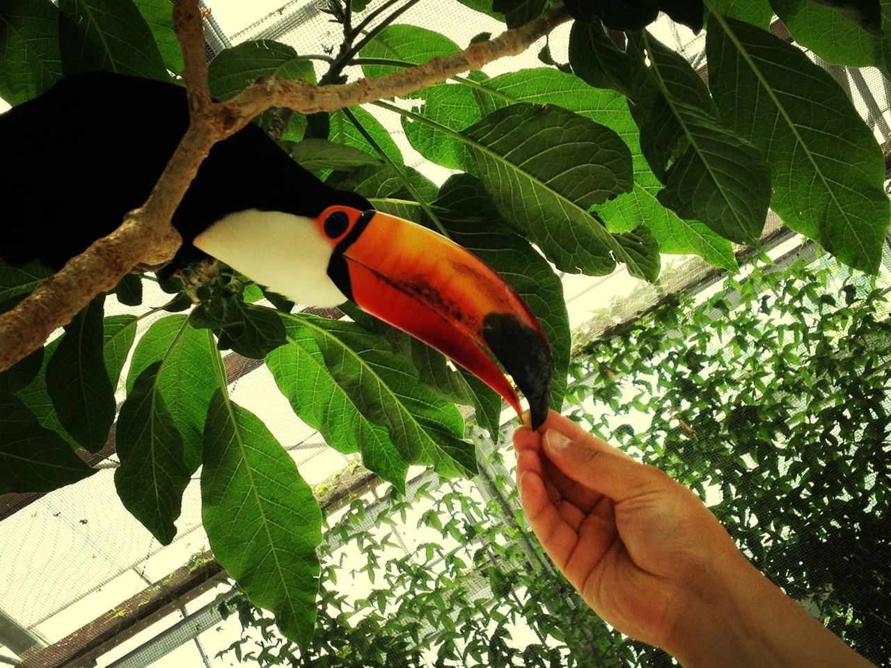 animal themes, one animal, animals in the wild, wildlife, person, bird, leaf, perching, cropped, tree, holding, part of, close-up, focus on foreground, branch, human finger, parrot