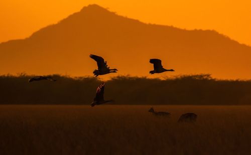 Flock of bar-headed geese flying over indian gazelle's in tal chhapar, rajasthan