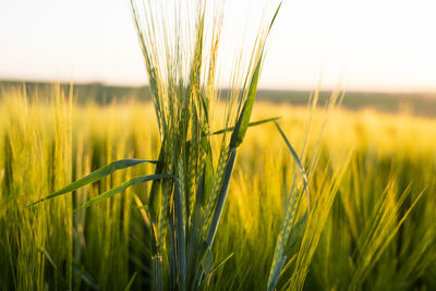 Close-up of wheat growing on field