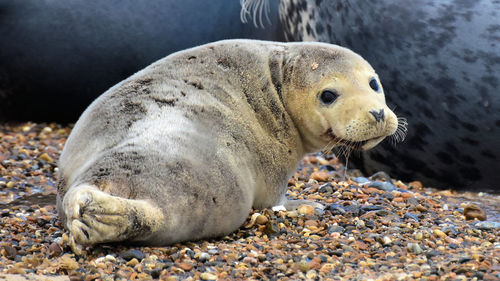 Seal chilling on the beach