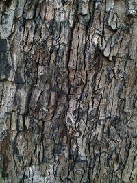 Full frame shot of tree trunk