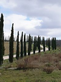 Panoramic shot of trees on field against sky