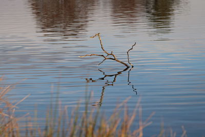 High angle view of plant in lake