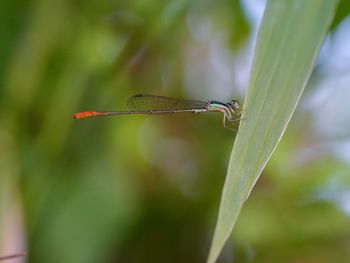 dragonflies and damseflies