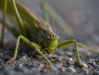 Close-up of insect on leaf