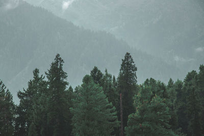 Panoramic view of pine trees in forest