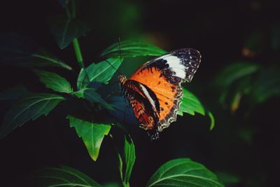 Close-up of butterfly on leaf