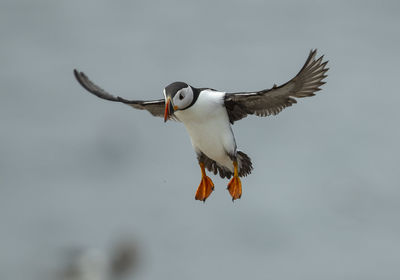 Low angle view of seagull flying