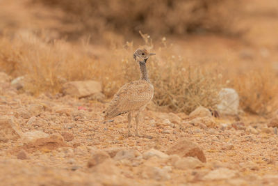 View of bird on land