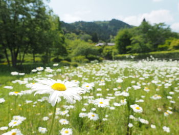 Close-up of white flowers blooming on field