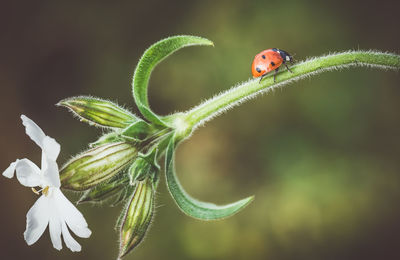 Close-up of ladybug on flower