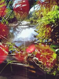 Close-up of plants hanging from tree