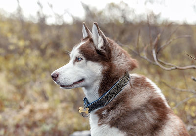 Close-up of dog looking away