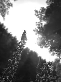 Low angle view of tree branch during winter