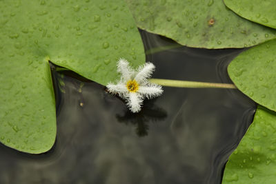 Close-up of lotus leaves floating on water in lake